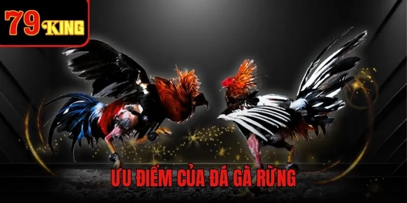 Ưu điểm khi xem cá cược chọi kê trực tuyến