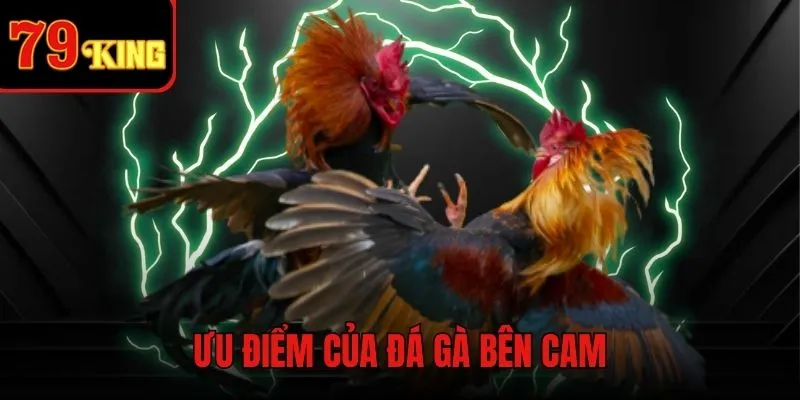 Ưu điểm khi xem đá gà bên Cam trực tiếp